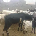 الحرشف