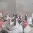 دجاج بياض