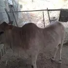 بقر بلدي