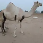 ناقه اركه جنب
