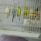 جوزين بادجي وذكر للبيع