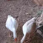 وز للبيع