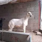 خروف كفوو فل الفل مواصفات وشحم