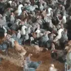 صوص بلدي وفيومى للبيع عمره 18يوم