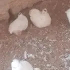 بيض سمان تكساس مخصب (تم البيع)