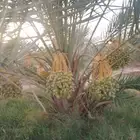 نخل للبيع مثمر خلاص سكري شيشي هلالي مجدول صقعي مجدول هلالي