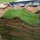 ثيل ياباني ممتاز علي الشرط