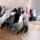 دجاج فيومي بياض