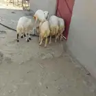 رخال بلادي العدد 5 الموقع العيدابي