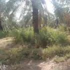 يوجد عمال براتب 2جنسيه يمنيه