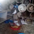 حمام مخلط عشه 20 زوج معهم فروخ مشاءالله منتج والصحه شرط