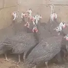 دجاج حبش بياض