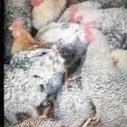 ديوك تركيه للبيع