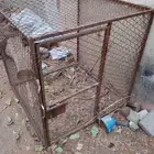 شبك دجاج