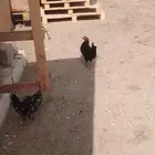 ديك وثنتين دجاج بلدي انتاج حضان