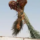 نخل للبيع غرايس هلالي اخلاص صقعي عنبر نبوت نخيل نقايل فروخ