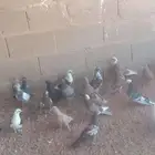 فروخ حمام بلدي ومهجن حاجه فاخر