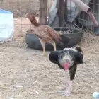 للبيع دجاج باكستاني سندي طقم
