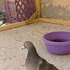 زاجل على سوم لايوجد توصيل