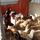 دجاج بياض باقي 6ديوك و6دجاجت