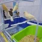 كناري
