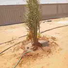 نخيل