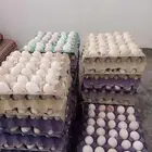 بيض بلدي مخصب