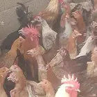 جميع انواع طيور للبيع
