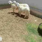 شاه خلفه معاها اثنين عيالها ذبايح