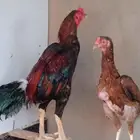 دجاج باكستاني