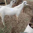 فحل بيشي فاخر للبيع