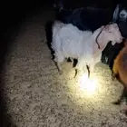 سلام عليكم عندي تيس عمره 8اشهور البيع