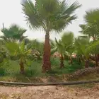 نخل واشنطني زينه للبيع