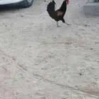 حيوانات
