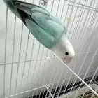 عرض خاص روز اناث الأنتاج ثلاث حبات