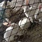 3ارانب فرنسي ذكر للبيع