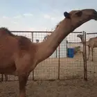 بكره صفراء
