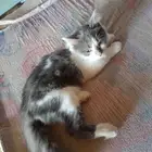 قطه للبيع عيونها حلوه شعرها ناعم ونادره وصغيره في السن
