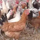 دجاج بياض