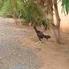 ديك باكستاني