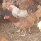 دجاج بياض اعمار 8و9شهور بياض شرط