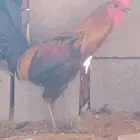 ديك احمر شرط بس فيه عطس