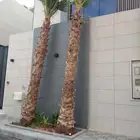 نخيل وشنطني زينه