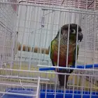 تم البيع انثى كنيور يولو سايد ردفكتورصبغه تم البيع