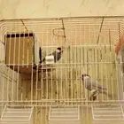 طيور جاو