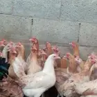 دجاج بلدي بياض