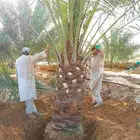 نخل للبيع خلاص صقعي شيشي برحي منيفي سلج مصيفه