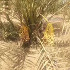 نخل عربي مثمر جميع الانواع