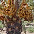 النخل للبيع وشاري يسوم جمله وتفرد حتا واحده