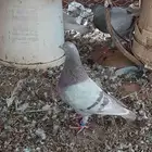سلام عليكم عندي حمام البيع العدد 100 البيع ج كولوم